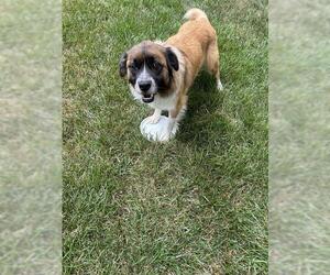 Australian Shepherd-Unknown Mix Dogs for adoption in Charlotte, NC, USA