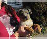 Small Photo #2 Texas Heeler Puppy For Sale in PAOLA, KS, USA