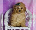 Small Photo #16 Maltipoo (Toy) Puppy For Sale in WARSAW, IN, USA