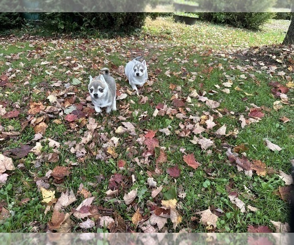 Medium Photo #9 Alaskan Klee Kai-Pomeranian Mix Puppy For Sale in ATHENS, WI, USA
