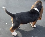 Small Photo #22 Basset Hound Puppy For Sale in GREENLEAF, WI, USA