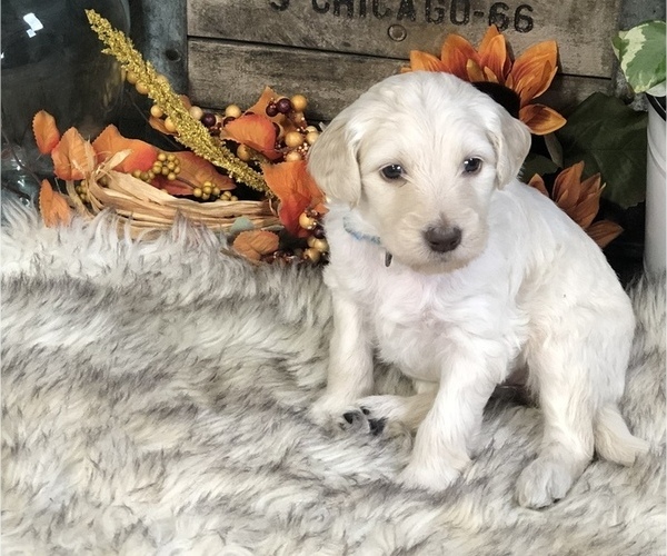Medium Photo #2 Goldendoodle Puppy For Sale in MARQUAND, MO, USA
