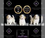 Small Photo #127 Maltipoo Puppy For Sale in WARSAW, IN, USA