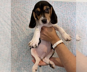 Beagle Puppy for sale in READING, PA, USA