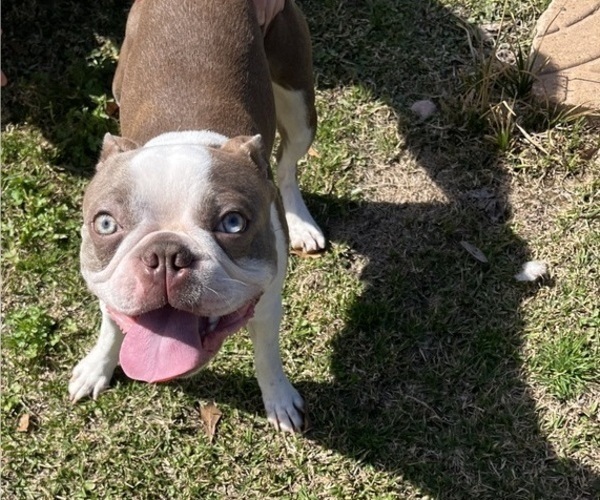 Medium Photo #1 Boston Terrier Puppy For Sale in CLEVELAND, TX, USA