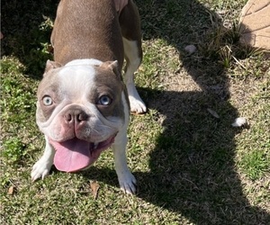 Father of the Boston Terrier puppies born on 02/04/2026