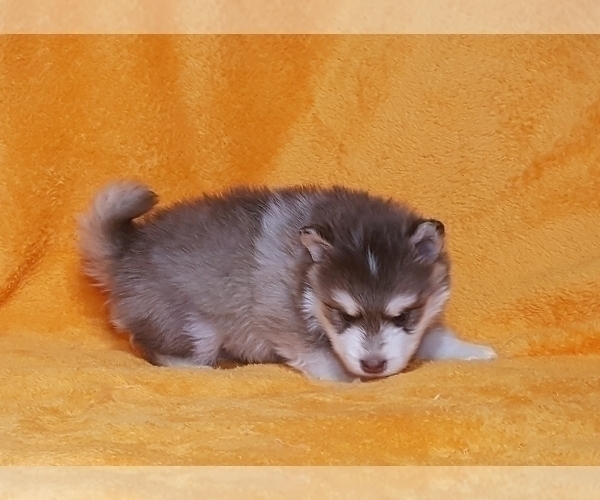 Medium Photo #36 Pomsky Puppy For Sale in RAMONA, CA, USA
