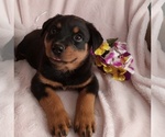 Image preview for Ad Listing. Nickname: AKC Billy