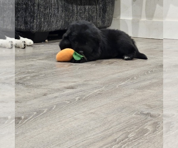 Medium Photo #2 Newfoundland Puppy For Sale in MAPLE FALLS, WA, USA