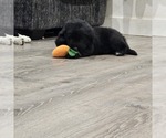 Small #1 Newfoundland