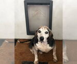 Small #1 Beagle Mix