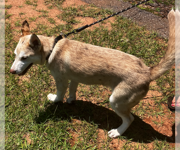 Medium Photo #4 Australian Shepherd-Huskies  Mix Puppy For Sale in Decatur, GA, USA