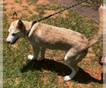 Small #3 Australian Shepherd-Huskies  Mix