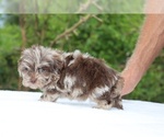 Small #7 ShihPoo