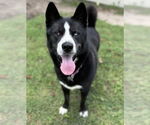 Small #1 Huskies  Mix