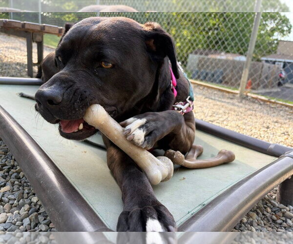 Medium Photo #27 American Staffordshire Terrier-Labrador Retriever Mix Puppy For Sale in Sayreville, NJ, NJ, USA