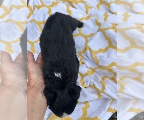 Medium Photo #10 Miniature Australian Shepherd Puppy For Sale in BUSH, LA, USA