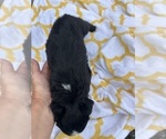 Small Photo #10 Miniature Australian Shepherd Puppy For Sale in BUSH, LA, USA