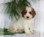 Small Goldendoodle (Miniature)