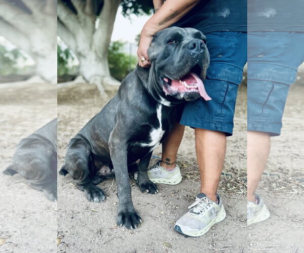Medium Photo #3 Mastiff Puppy For Sale in Goodyear, AZ, USA