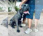 Small #2 Mastiff