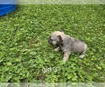 Small #4 French Bulldog