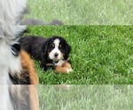 Small #23 Bernese Mountain Dog