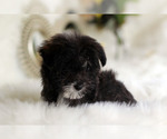 Small Photo #9 Havashire Puppy For Sale in HOUSTON, TX, USA