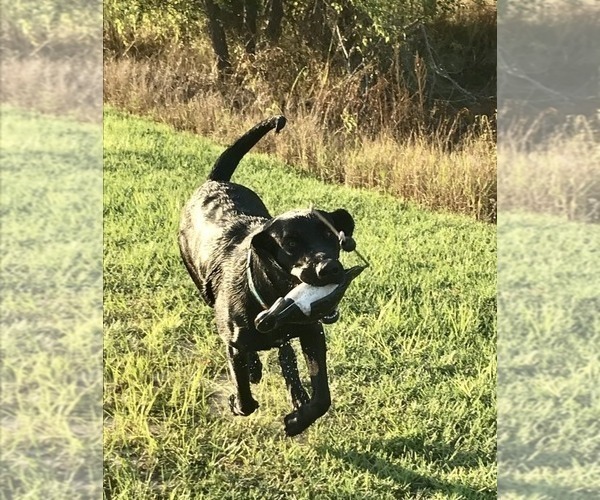 Medium Photo #1 Labrador Retriever Puppy For Sale in KINSTON, AL, USA