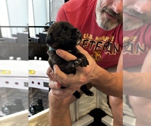 Medium Cane Corso