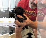 Puppy Light Blue Cane Corso