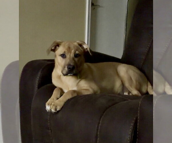 Medium Photo #2 Labrador Retriever-Unknown Mix Puppy For Sale in Royal Palm Beach, FL, USA