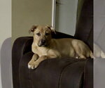 Small #1 Labrador Retriever Mix