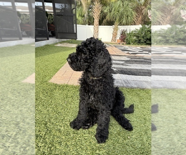 Medium Photo #19 Goldendoodle Puppy For Sale in GIBSONTON, FL, USA