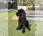 Small Photo #3 Goldendoodle Puppy For Sale in GIBSONTON, FL, USA