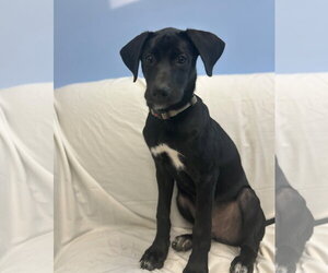 Mutt Dogs for adoption in Cliffwood, NJ, USA