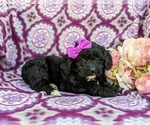 Small Photo #5 -Poodle (Miniature) Mix Puppy For Sale in LANCASTER, PA, USA