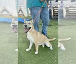 Small #1 German Shepherd Dog