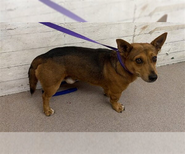 Medium Photo #1 Cardigan Welsh Corgi-Chihuahua Mix Puppy For Sale in San Bernardino, CA, USA