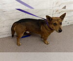 Small Cardigan Welsh Corgi-Chihuahua Mix