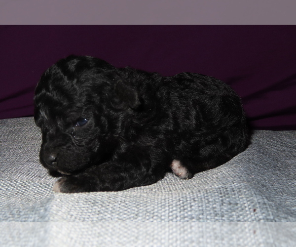 Medium Photo #14 Poodle (Miniature) Puppy For Sale in MEMPHIS, MO, USA