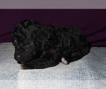 Small #13 Poodle (Miniature)