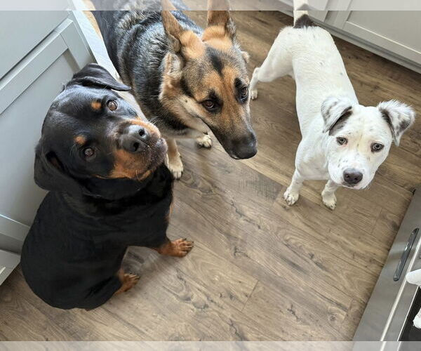 Medium Photo #4 Mutt Puppy For Sale in Greenville, SC, USA