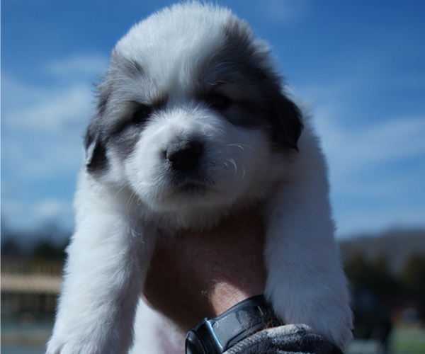 Medium Photo #13 Great Pyrenees Puppy For Sale in SILER CITY, NC, USA
