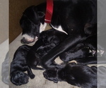 Small Photo #31 Great Dane Puppy For Sale in PIERSON, MI, USA