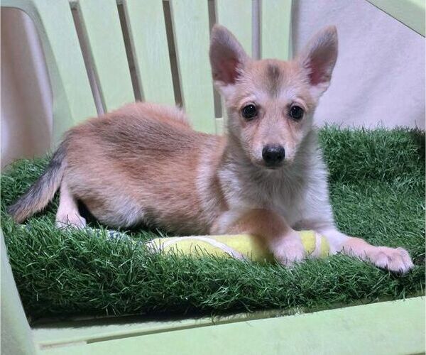 Medium Photo #2 Chiranian Puppy For Sale in Tustin, CA, USA