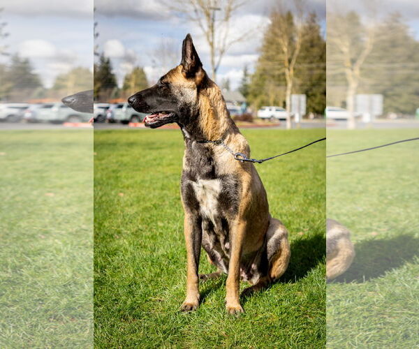 Medium Photo #9 German Shepherd Dog-Unknown Mix Puppy For Sale in Seattle, WA, USA