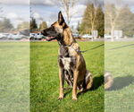 Small #8 German Shepherd Dog Mix