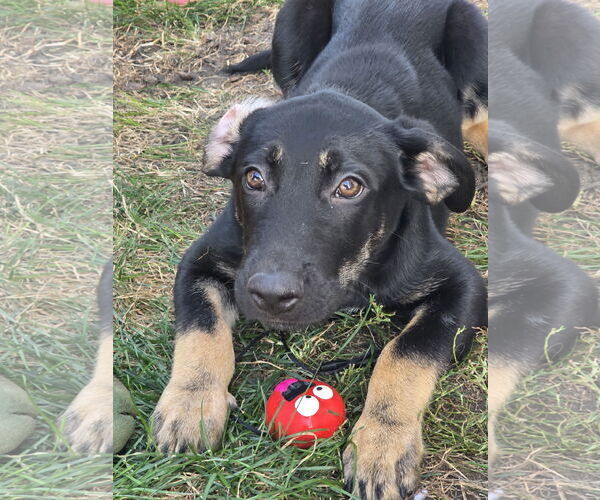 Medium Photo #2 Mutt Puppy For Sale in Plainfield, IL, USA