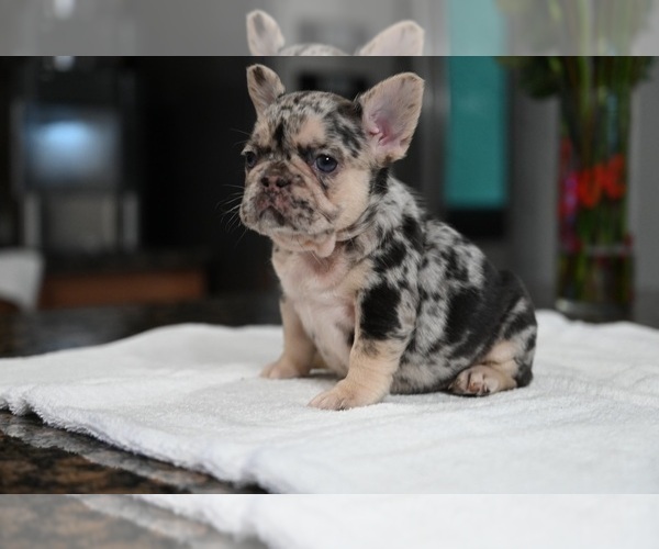 Medium Photo #5 French Bulldog Puppy For Sale in DECATUR, GA, USA